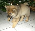 filou (10)